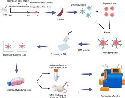 Broad-spectrum humanized monoclonal neutralizing antibody against SARS-CoV-2 variants, including the Omicron variant